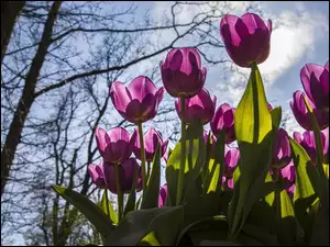 Niebo, Różowe, Tulipany