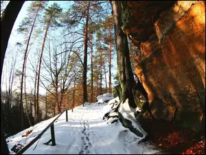 Drzewa, Zima, Ścieżka