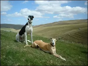 łąka, dwa, Greyhoundy