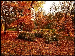 Drzewa, Ogród, Kolorowe, Jesień, Liście