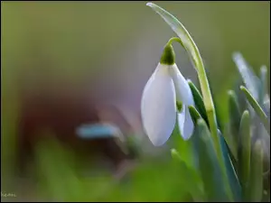 Przebiśnieg, Wiosna, Biały, Kwiat