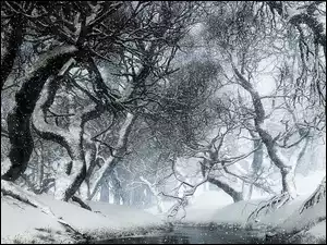 Drzewa, Mgła, Rzeka, Śnieg