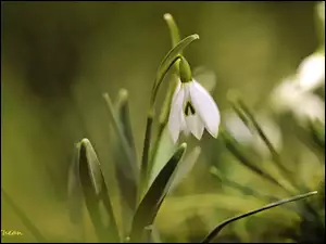 Kwiat, Przebiśnieg, Biały