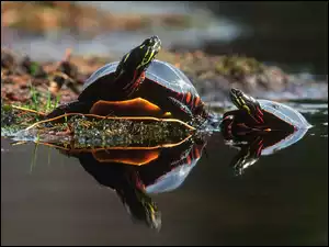 Żółwie