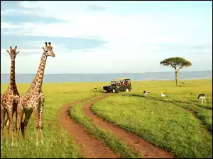 Jeep, Żyrafy, Drzewo