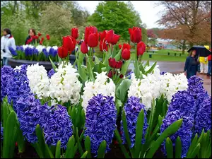 Tulipany, Kwitnące, Lisse, Wiosna, Spacerowicze, Park, Hiacynty