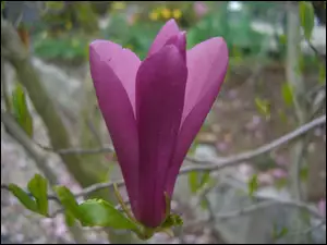 Listki, Magnolia, Kwiat