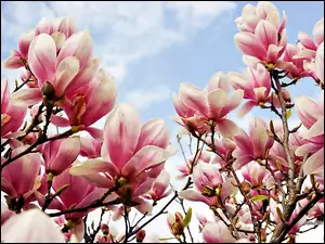 Obłoki, Wiosna, Magnolia, Różowa, Niebo