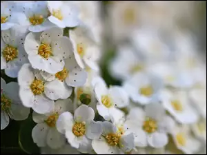 Tawuła Van Houetta, Kwiaty, Krzew, Białe