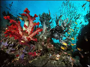 Głębiny, Ryby, Rafa, Koralowa