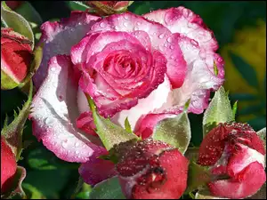 Krople, Róże, Rosa