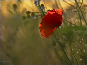 Kwiat, Mak, Czerwony