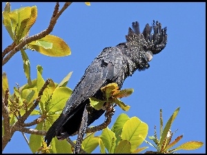 Gałązki, Papuga, Kakadu
