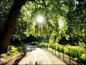 Anglia, Park, Promienie słońca, Aleja, Wirral Birkenhead Merseyside