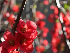 Pigwowiec japoński, Krzew, Czerwone, Kwiatki