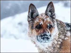 Zima, Owczarek niemiecki, Śnieg