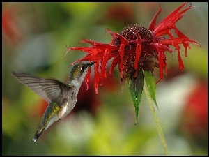 Kwiat, Koliber, Czerwony