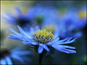 Kwiat, Aster, Niebieski