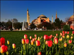 Turcja, Meczet, Tulipany