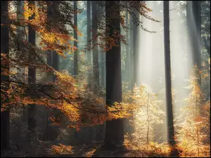 Jesień, Przebijające światło, Las, Mgła