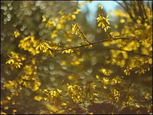 Kwiaty, Forsycja, Żółte