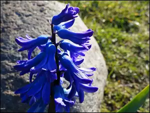 Bluebell, Kwiat, Dzwonek, Kwitnący, Angielski, Niebieski