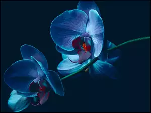 Kwiat, Storczyk, Orchidea, Niebieska
