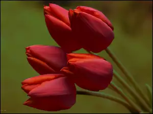 Bukiet, Tulipany, Czerwone