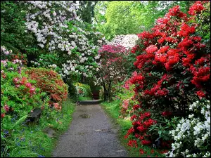 Wiosna, Rododendrony, Park, Aleja