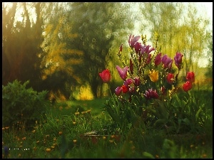 Tulipany, Wiosna, Magnolie, Kwiaty
