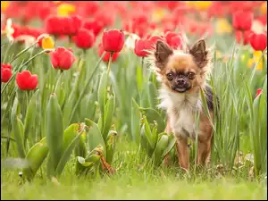 Chihuahua, Piesek, Tulipany