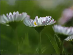 Kwiaty, Stokrotki, Białe