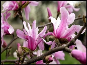 Magnolia, Różowe, Kwiaty
