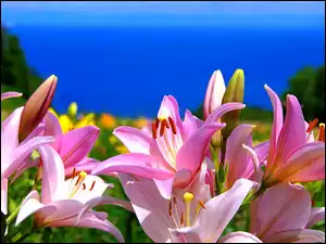 Różowe, Morze, Lilie, Kwiaty