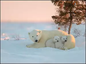 Niedźwiedzie polarne