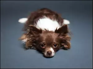 Chihuahua, Leżący, Piesek