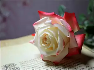Książka, Róża, Kwiat