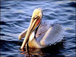 Pelikan, woda