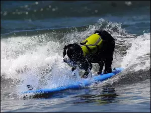 Surfing, Piesek, Morze