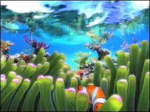 Podwodne, Rafa koralowa, Rośliny, Błazenek