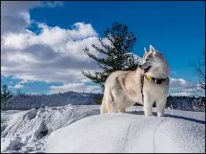 Siberian Husky, Krajobraz, Pies, Zima