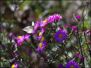 Motyl, Purpurowe, Astry, Kwiaty, Bielinek