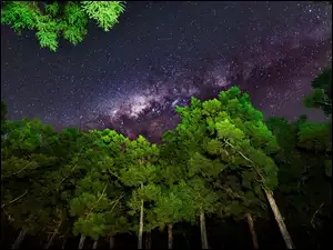Noc, Drzewa, Niebo, Gwiazdy