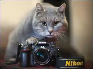 Kot, Nikon, Aparat, Fotograficzny