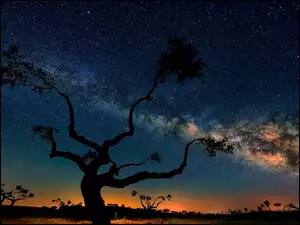 Drzewa, Noc, Niebo, Gwiazdy