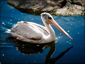 Pelikan, Woda
