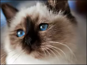 Kot, Oczy, Syjamski, Niebieskie