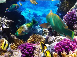 Morskie głębiny

, Rafa koralowa, Ryby