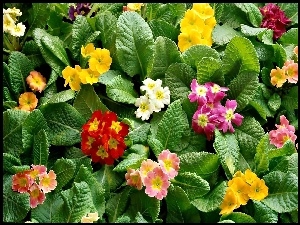 Kwiaty, Prymule