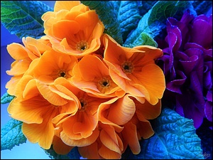 Kwiaty, Prymula, Pomarańczowe